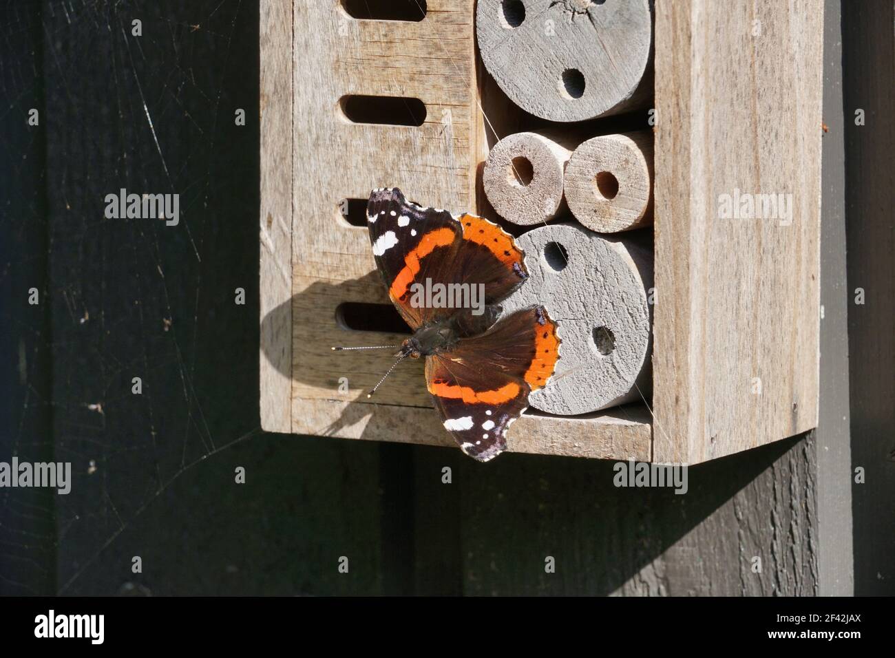 Roter Admiral Schmetterling sitzt auf einer Holzwand, Bug Hotel Stockfoto