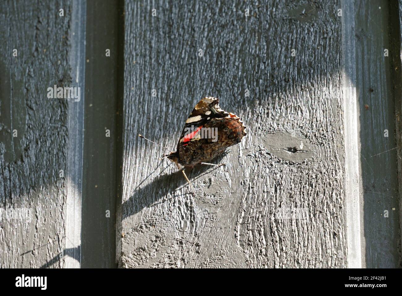 Roter Admiral Schmetterling sitzt auf einer hölzernen Wand Stockfoto
