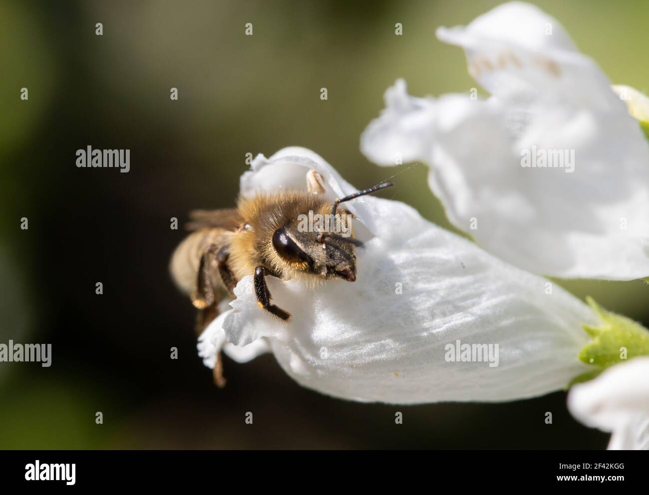 Eine Biene späht aus einer weißen Blume. Eine Biene, die an einer Gartenblume arbeitet. Stockfoto