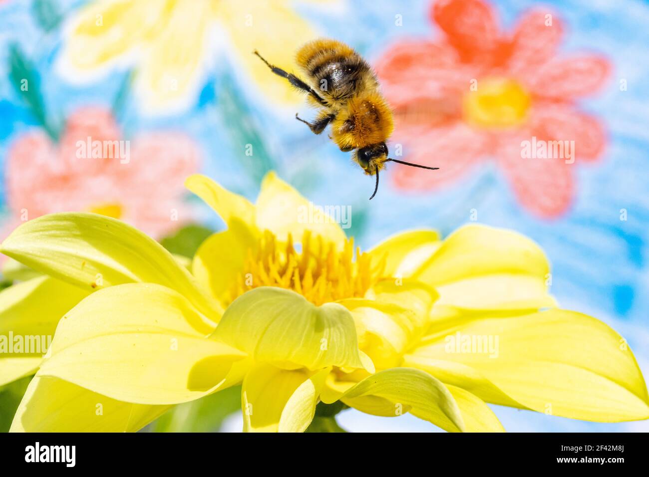Eine Hummel, die über eine gelbe Blume fliegt. Eine bescheidene Biene, die auf einem Garten mit bemalten Blumen auf dem Hintergrund arbeitet. Stockfoto