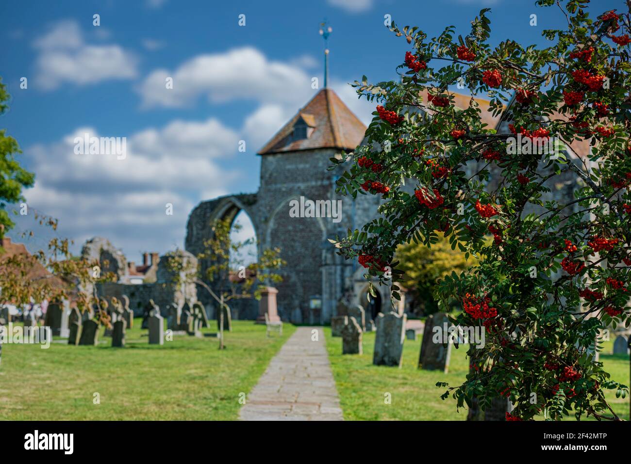 Die Pfarrkirche St. Thomas der Märtyrer in Winchelsea, Ost-Sussex mit einem Rowan-Baum im Vordergrund - seichtes Tiefenbild Stockfoto