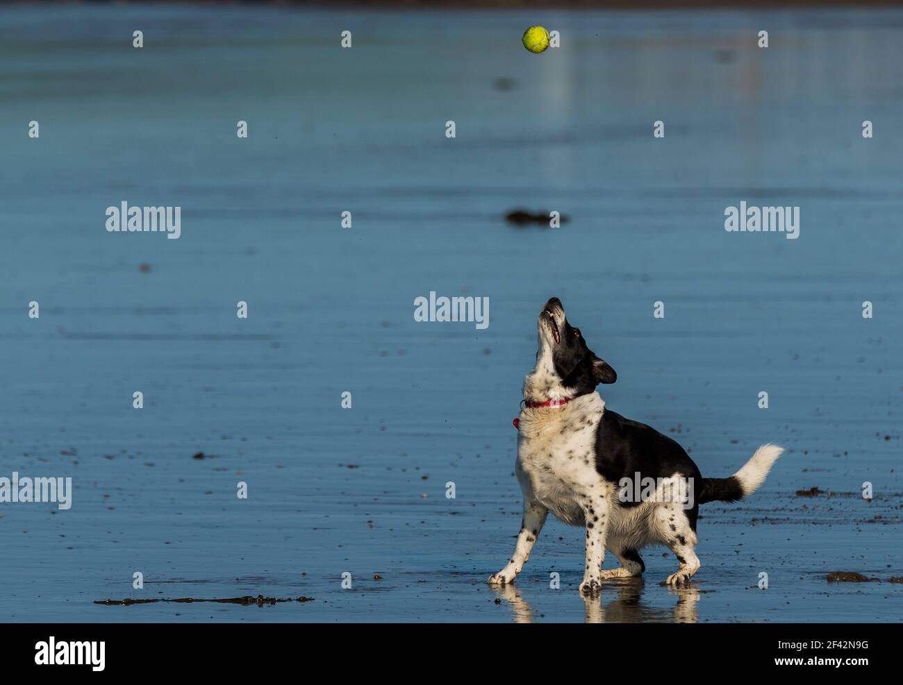 Schwarz-weißer Hund holt einen Tennisball an einem nassen Strand. Hund ist ein Border Collie. Schnellverschluss, um die Aktion einzufrieren. Stockfoto