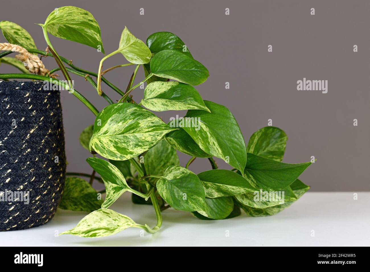 Blätter der tropischen 'Epipremnum Aureum Marble Queen' Pothos Zimmerpflanze mit Weiße Variegation vor der grauen Wand Stockfoto