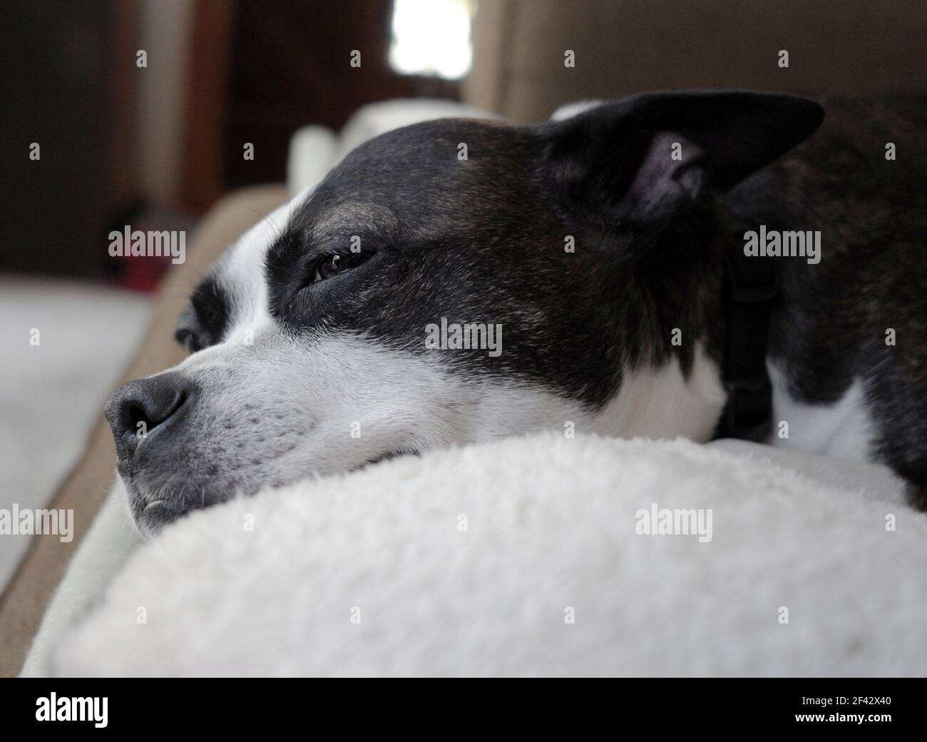 Libby Lucky Stockfoto