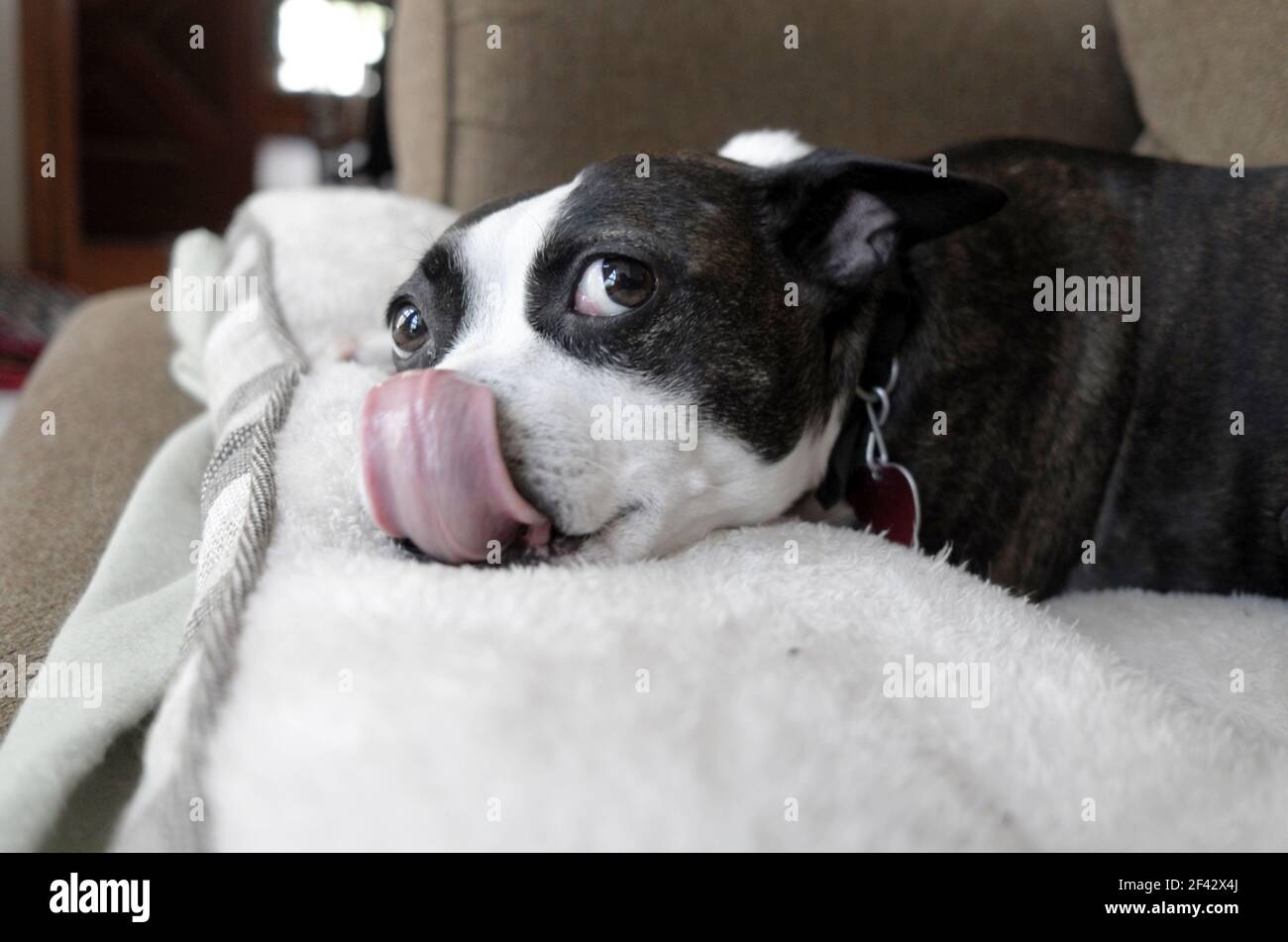 Libby Lucky Stockfoto