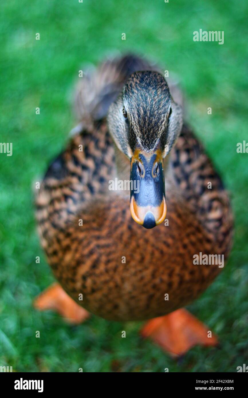 Stockente Henne Stockfoto