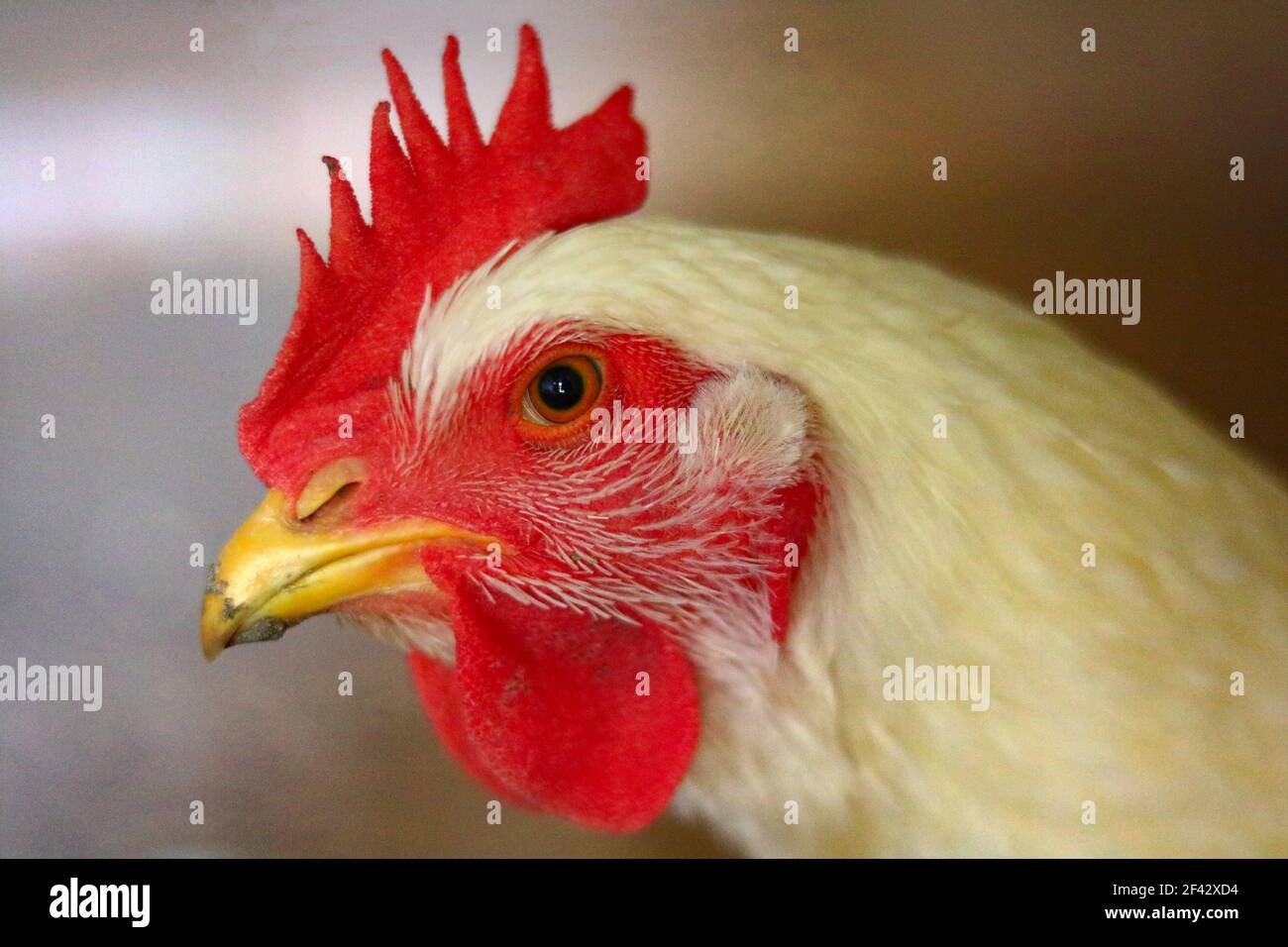 Cornish Cross Hen Portrait Stockfoto