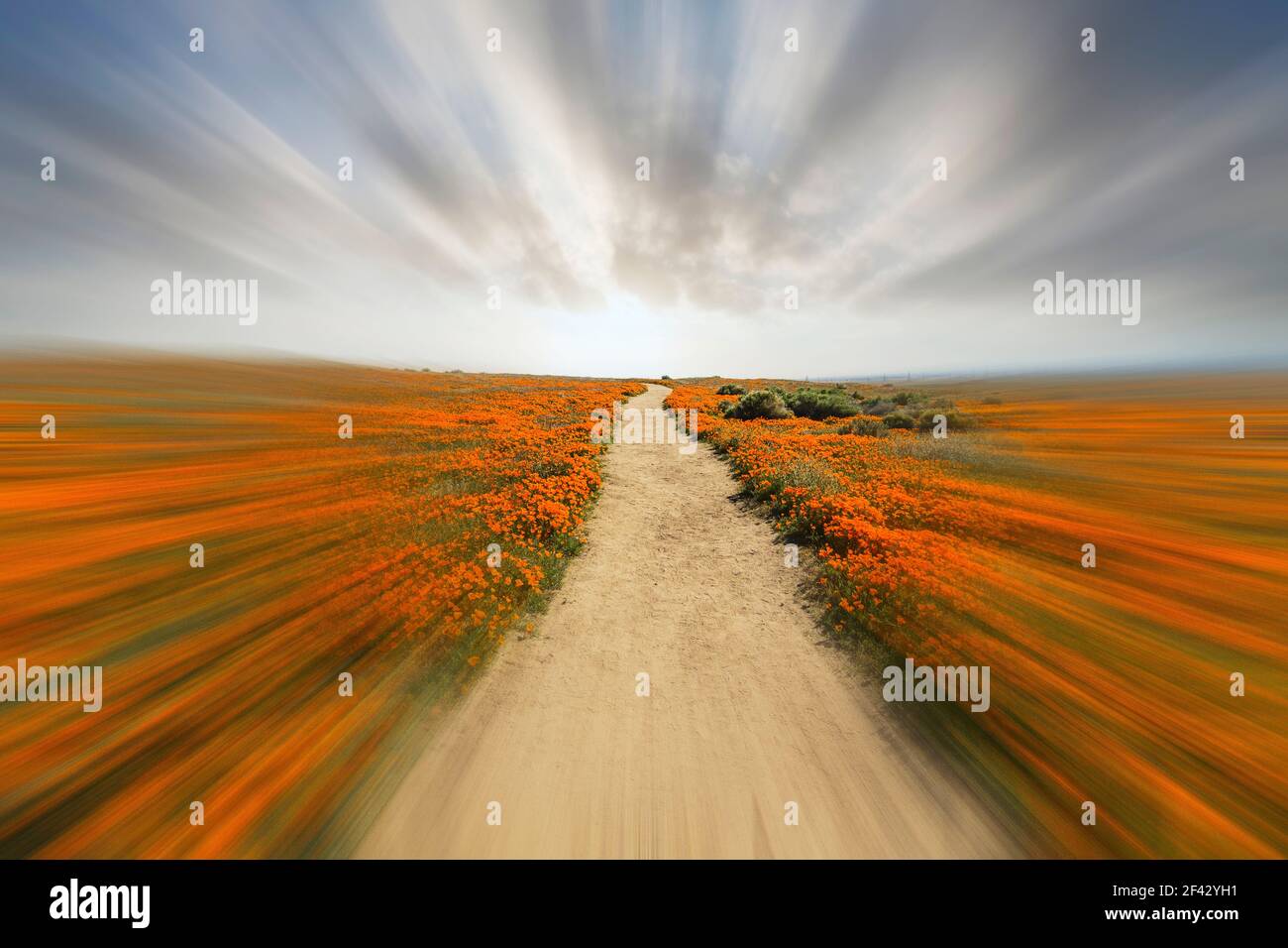 Blick bei Sonnenaufgang auf Antelope Valley California Poppy Reserve State Park mit Bewegungsunschärfe. Stockfoto