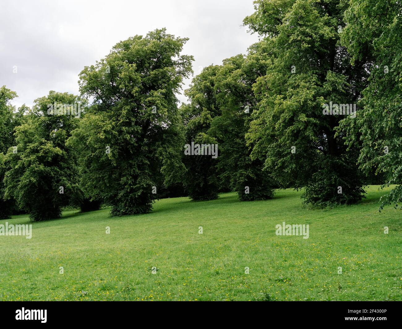 Parkland und eine Gruppe von Bäumen in Linn Park, Glasgow, Schottland, Großbritannien. Stockfoto