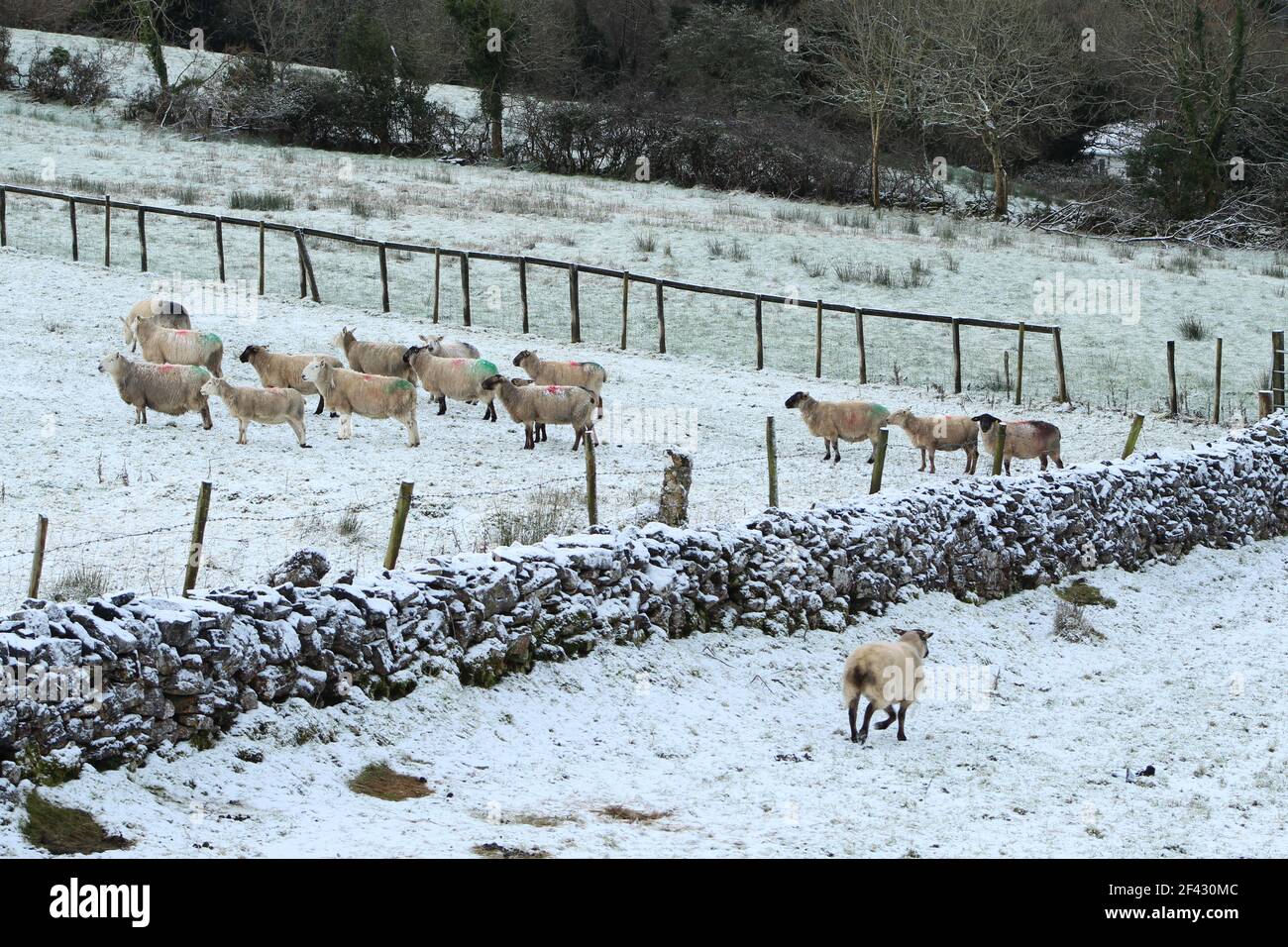 'Warte auf mich!' Schafschar auf schneebedeckten Weiden auf Ackerland im ländlichen Irland Stockfoto