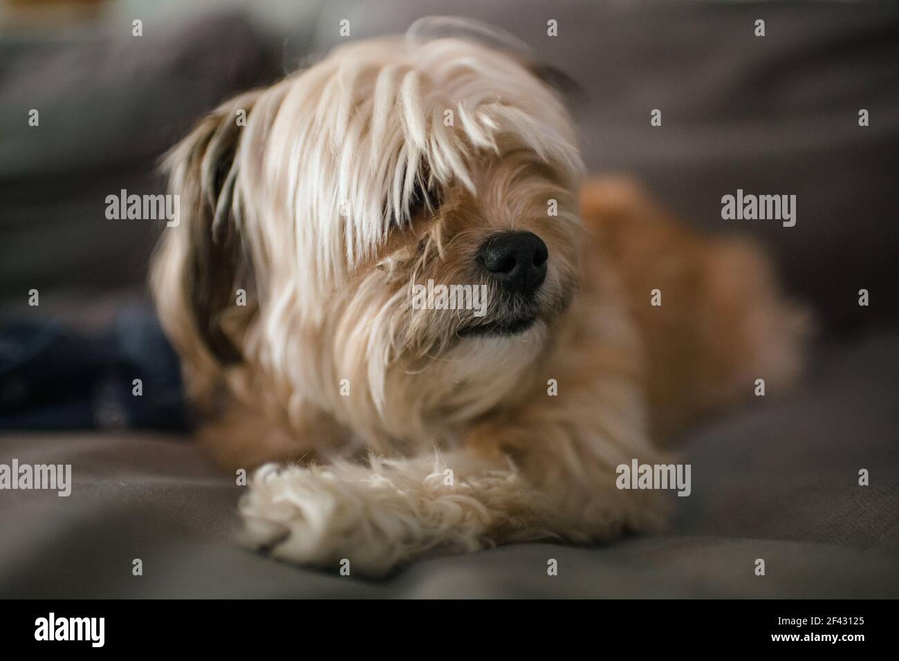 Foto eines kleinen Terrier-Hundes, der auf der Couch liegt und sich entspannt Stockfoto