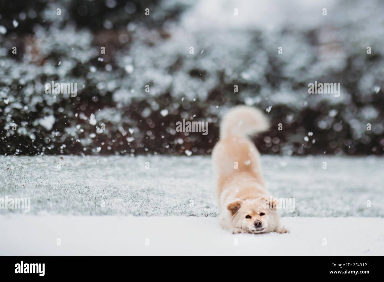 Niedlicher Hund in abwärts Hund Pose im Schnee Stockfoto