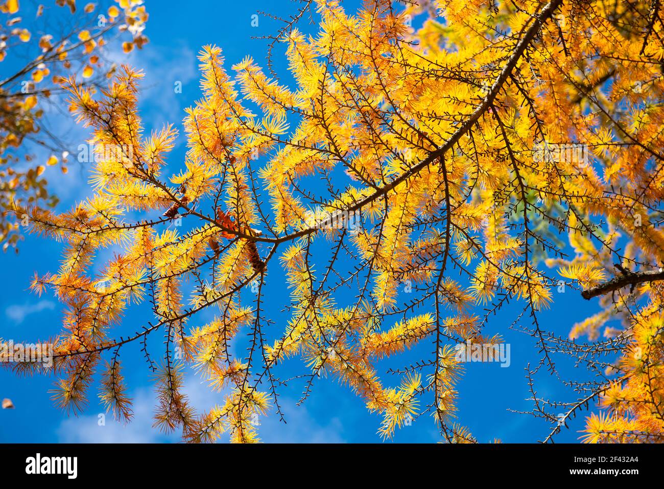 Silhouettenbaum in bunten Herbstfarben Stockfoto