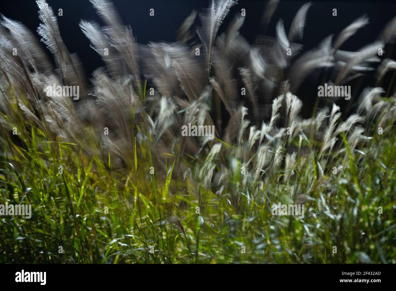 Lange Exposition des hohen Grases tanzen im Wind Stockfoto