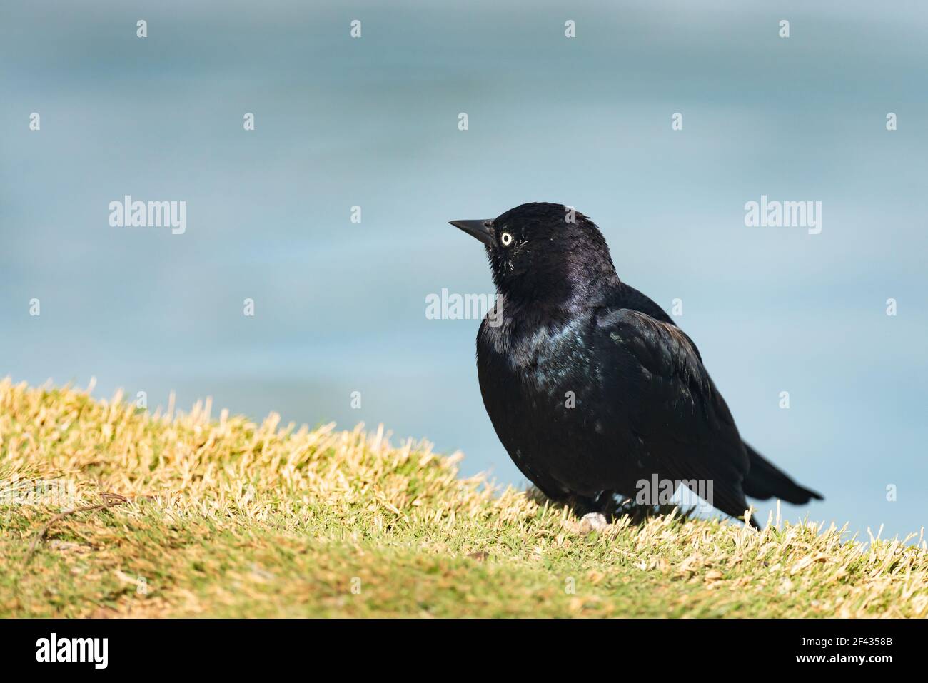 Brewer's Amsel (Euphagus cyanocephalus) männlich, Nahaufnahme Porträt von kleinen Vogel sitzt am Strand in der Nähe des Teiches im Stadtpark Stockfoto