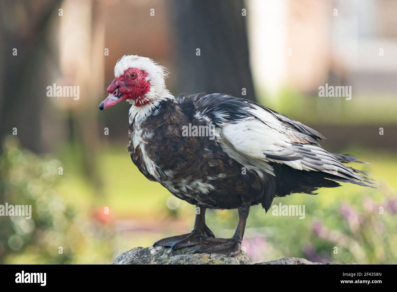 Die Moskauer Ente (Cairina moschata). Nahaufnahme Porträt einer großen Ente, die in Mexiko und Mittel- und Südamerika beheimatet ist und am Strand in der Nähe steht Stockfoto