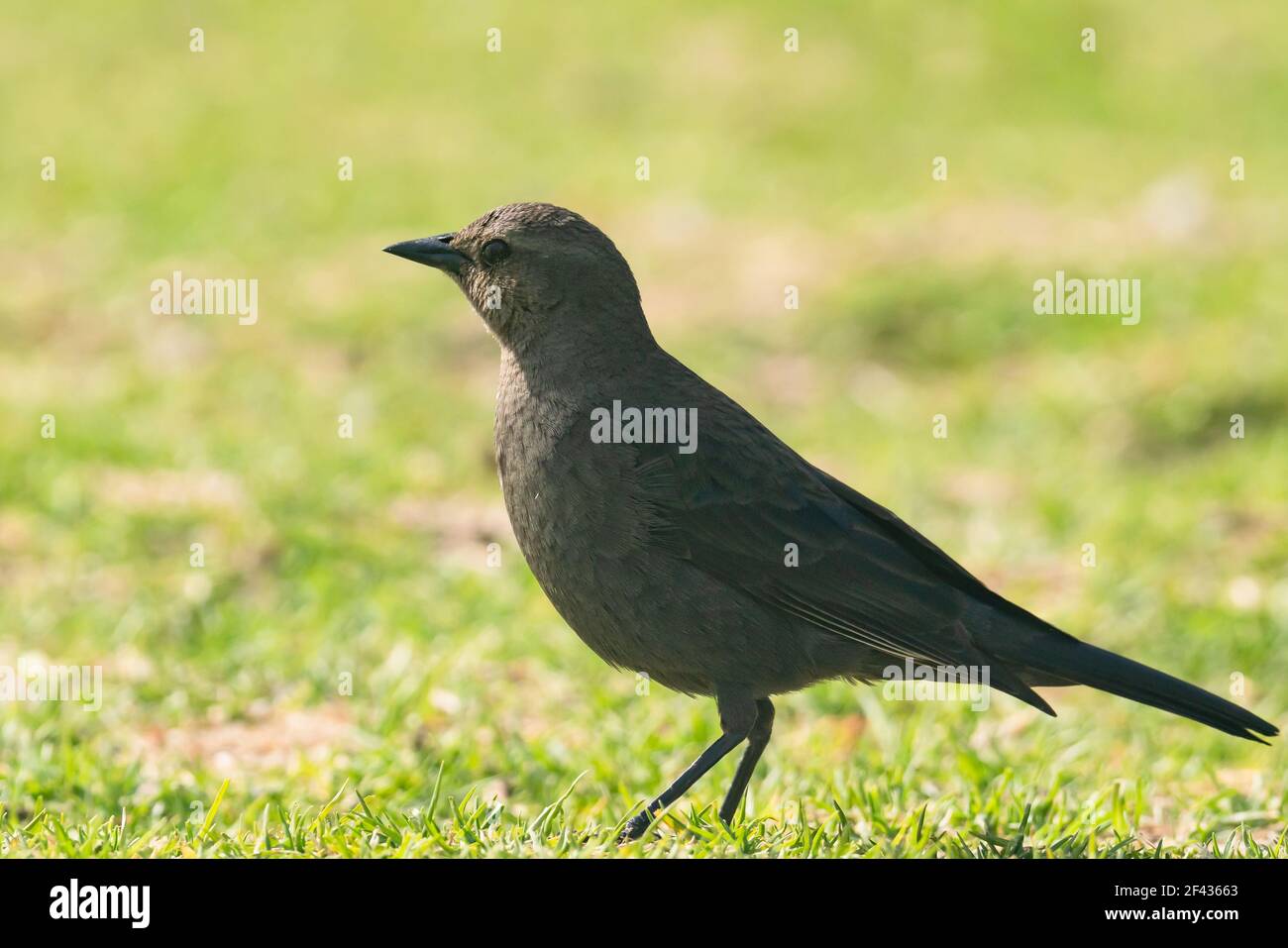 Brauer Amsel (Euphagus cyanocephalus) weiblich, Nahaufnahme Porträt von kleinen Vogel zu Fuß auf grünem Gras Wiese. Stockfoto