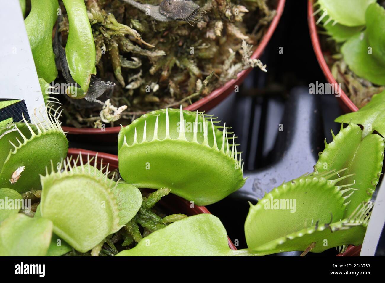 Nahaufnahme von vergossenen venusfliegenfalle-Pflanzen. Stockfoto