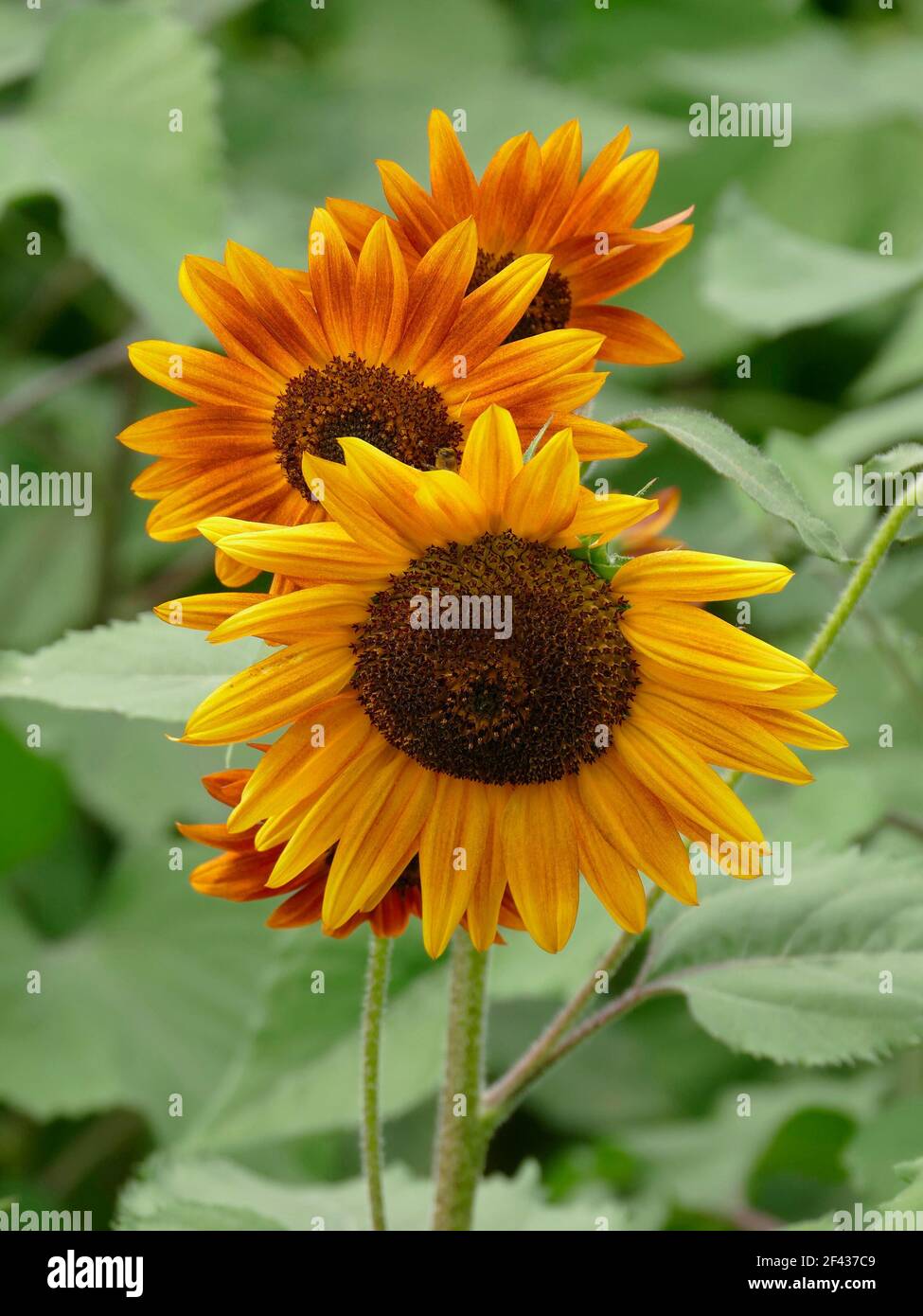 Drei kleine Becka Orange Sonnenblumen überlappen sich in einem Garten Stockfoto