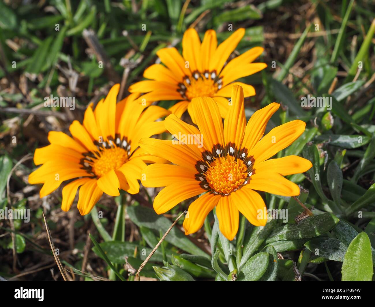 Treasure Gazania Rigens blüht aus nächster Nähe. Gänseblümchen-ähnliche, goldgelbe Blüten, nachhängende Gazania ist eine Zierpflanze in der Familie der Asteraceae Stockfoto