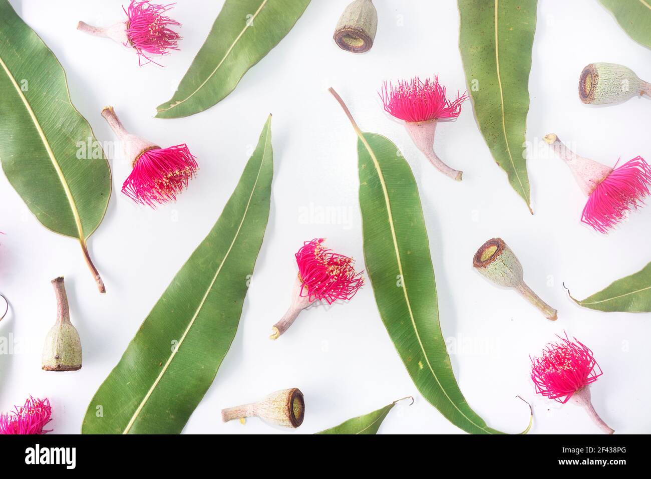 Australische Themen Hintergrund von verstreuten Kaugummiblättern, Kaugumminüsse und rosa Blumen moderne Top-Down-Ansicht auf einem strukturierten weißen Hintergrund. Stockfoto