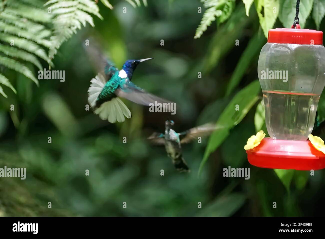 Weißhalsige jakobiner (Florisuga mellivora) im Flug, deren Schwanz bedrohlich an einem Kolibri-Futterhäuschen in einem Garten in Mindo, Ecuador, aufflackerte Stockfoto