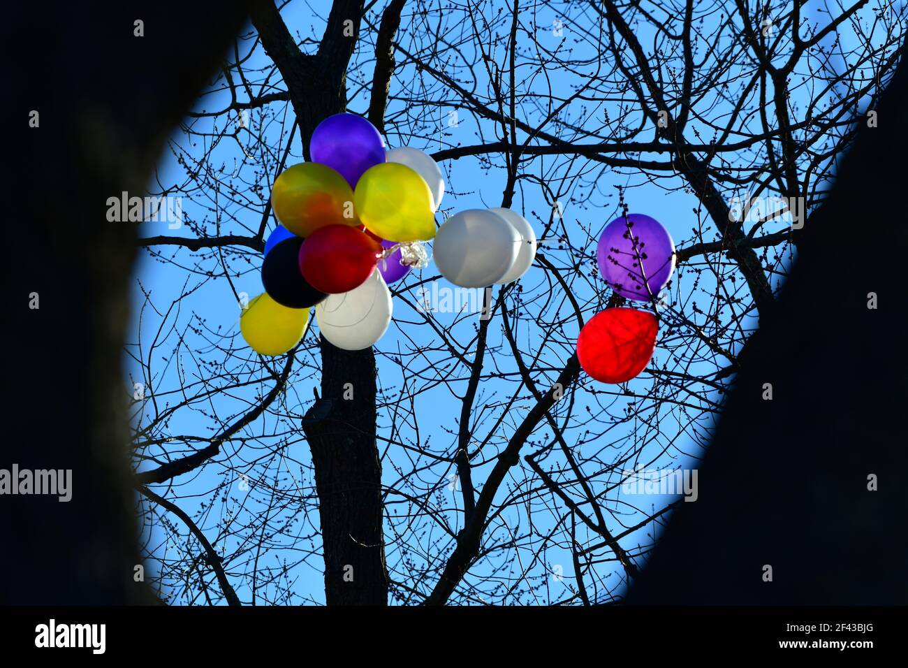 Ein großer Haufen von bunten Ballons ist in einem blattlosen großen Baum mit einem klaren blauen Himmel Hintergrund stecken. Stockfoto