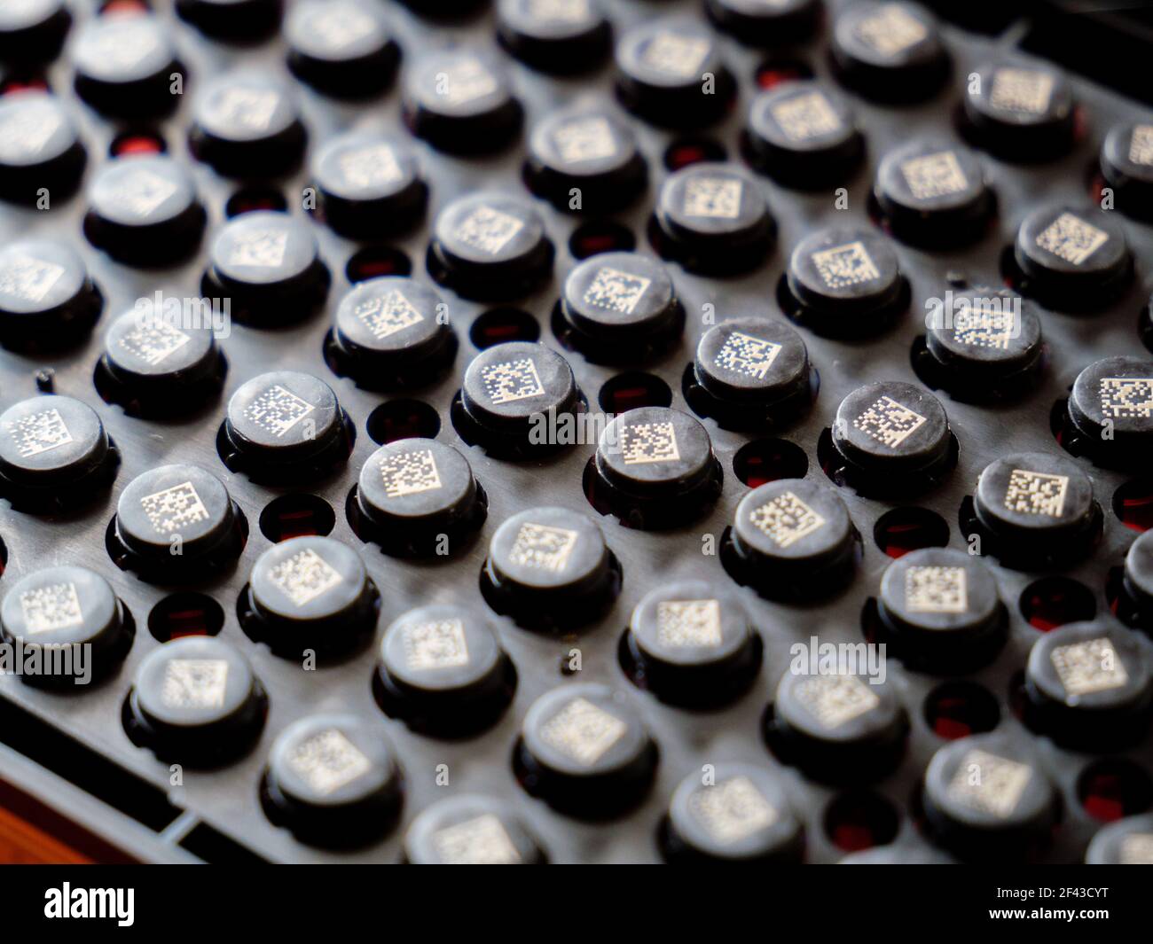 2D Probenröhrchen mit Barcode im Rack, Ansicht der Unterseite des Racks. Stockfoto