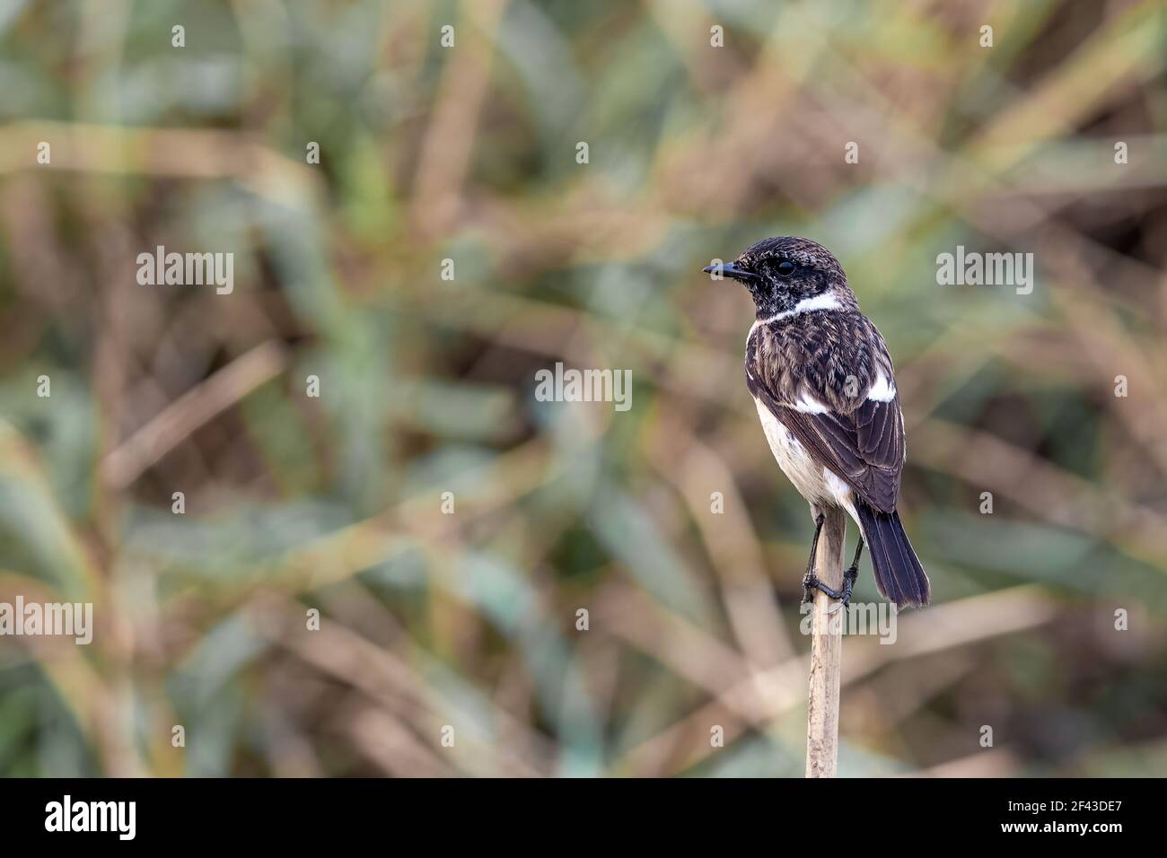 Die Sibirische Schwarzkehlchen oder asiatischen Schwarzkehlchen (Saxicola Maurus) ist ein vor kurzem validierten Arten der alten Welt Fliegenfänger Familie (Muscicapidae). Stockfoto
