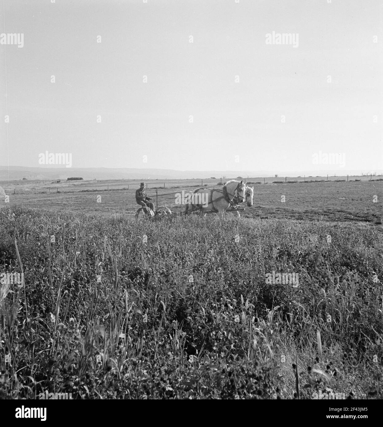 Herr Roberts erntet Rotklee auf seiner 40 Hektar großen Farm. Malheur County, Oregon. Oktober 1939. Foto von Dorothea lange. Stockfoto