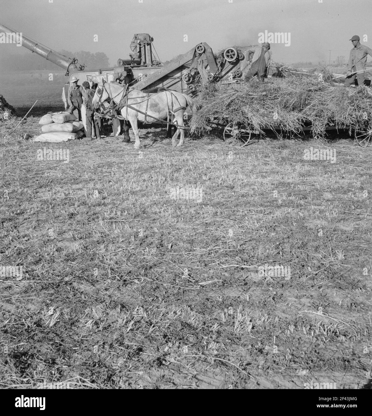Dreschen von Rotklee für Samen auf der Ranch der älteren Siedler. In Der Nähe Von Ontario, Malheur County, Oregon. Oktober 1939. Foto von Dorothea lange. Stockfoto