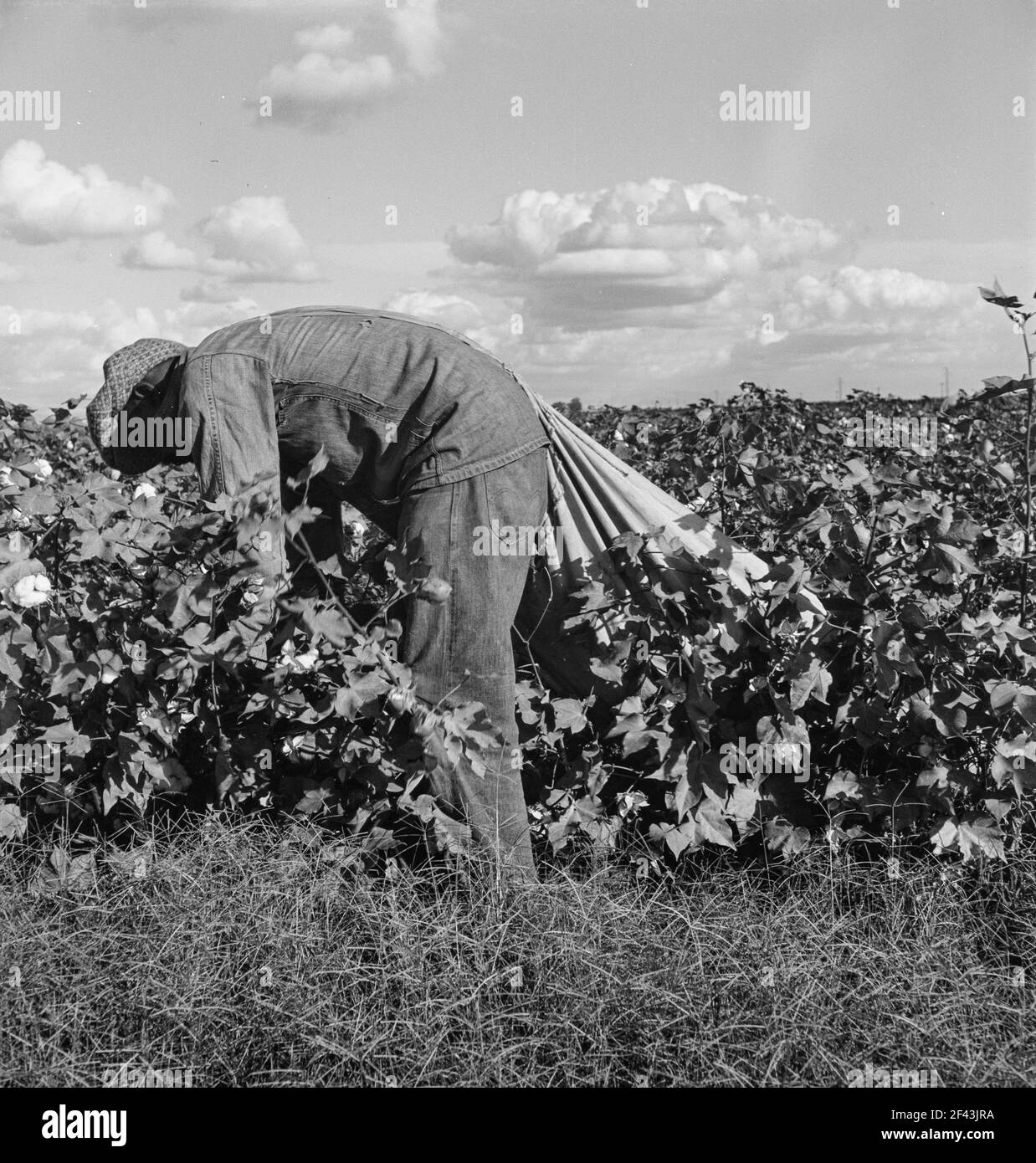 Wanderarbeiter beim Baumwollpflücken im San Joaquin Valley, Kalifornien. Diese Baumwollpflücker werden fünfundsiebzig Cent pro hundert Pfund bezahlt. Streikende, die sich unter dem Kongress der Gewerkschaft der Industrieorganisationen (CIO) organisieren, fordern einen Dollar. Ein guter männlicher Pflücker, in guter Baumwolle, unter günstigen Wetterbedingungen, kann ungefähr zweihundert Pfund in einer täglichen Arbeit pflücken. November 1938. Foto von Dorothea lange. Stockfoto