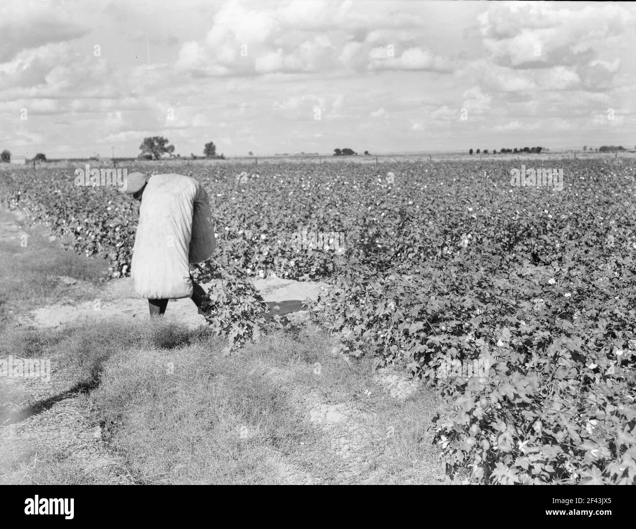Wanderarbeiter beim Baumwollpflücken im San Joaquin Valley, Kalifornien. Diese Baumwollpflücker werden fünfundsiebzig Cent pro hundert Pfund bezahlt. Streikende, die sich unter dem Kongress der Gewerkschaft der Industrieorganisationen (CIO) organisieren, fordern einen Dollar. Ein guter männlicher Pflücker, in guter Baumwolle, unter günstigen Wetterbedingungen, kann ungefähr zweihundert Pfund in einer täglichen Arbeit pflücken. November 1938. Foto von Dorothea lange. Stockfoto