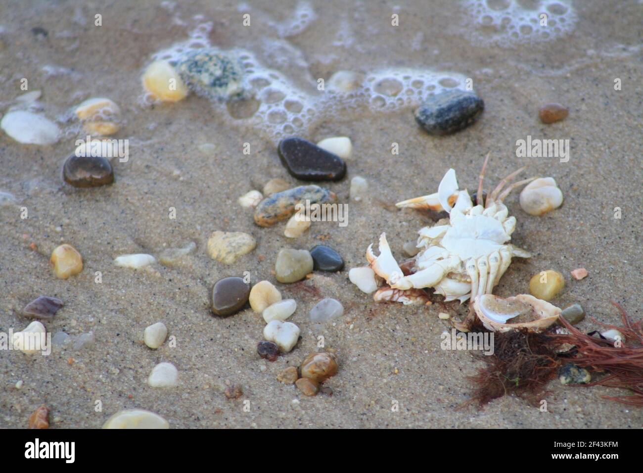 Detail Nahaufnahme Aufnahme von Strandfunden von Muscheln, bunten Felsen, Krabben und Algen auf Gardiners Bay, East Hampton, Long Island, New York Stockfoto