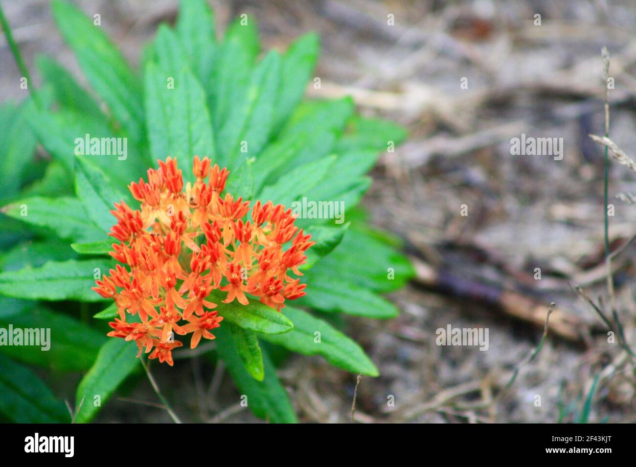 Green Serrated Leaves Stockfotos und bilder Kaufen Alamy