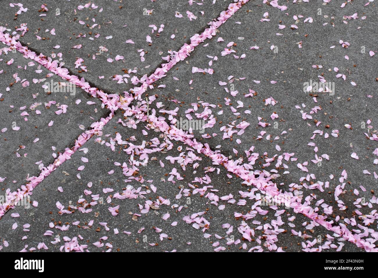 Rosa Blütenblätter Füllung abstraktes Kreuz Muster auf Bürgersteig - Asheville, North Carolina, USA Stockfoto