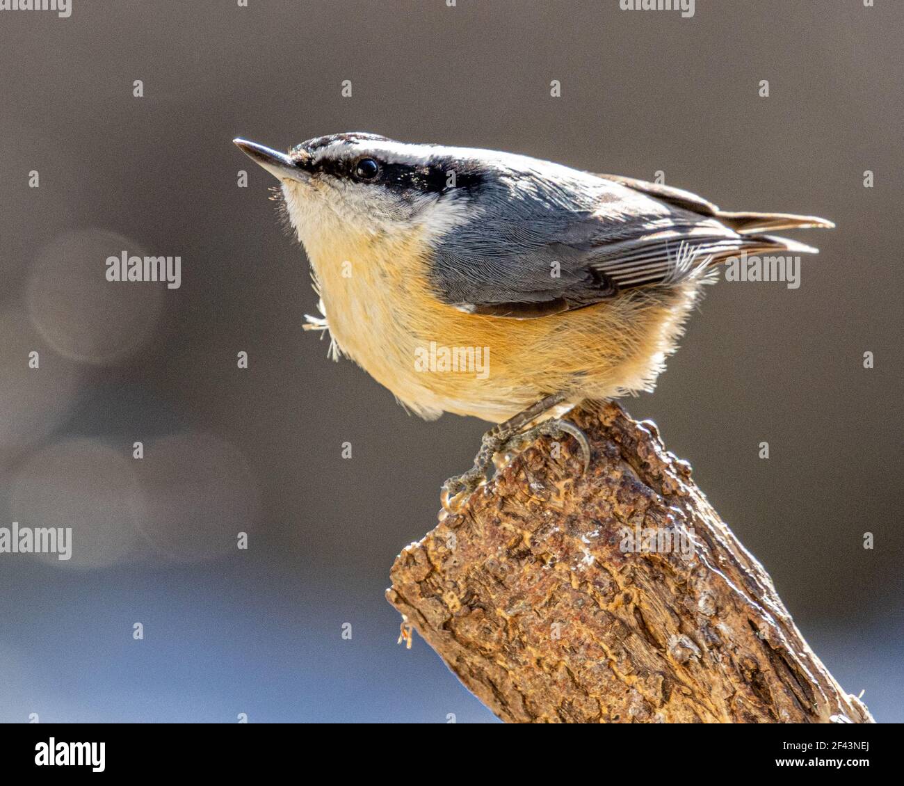 Ein rotreihiger Nuthatch auf einem Baumzweig Stockfoto