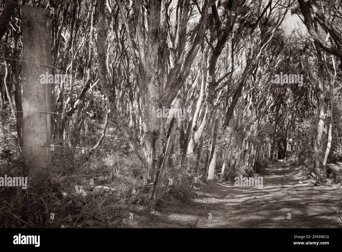 Harataonga Loop Track Pfad durch manuka oder Teebaum Busch in Sepia Tönen auf Great Barrier Island. Stockfoto