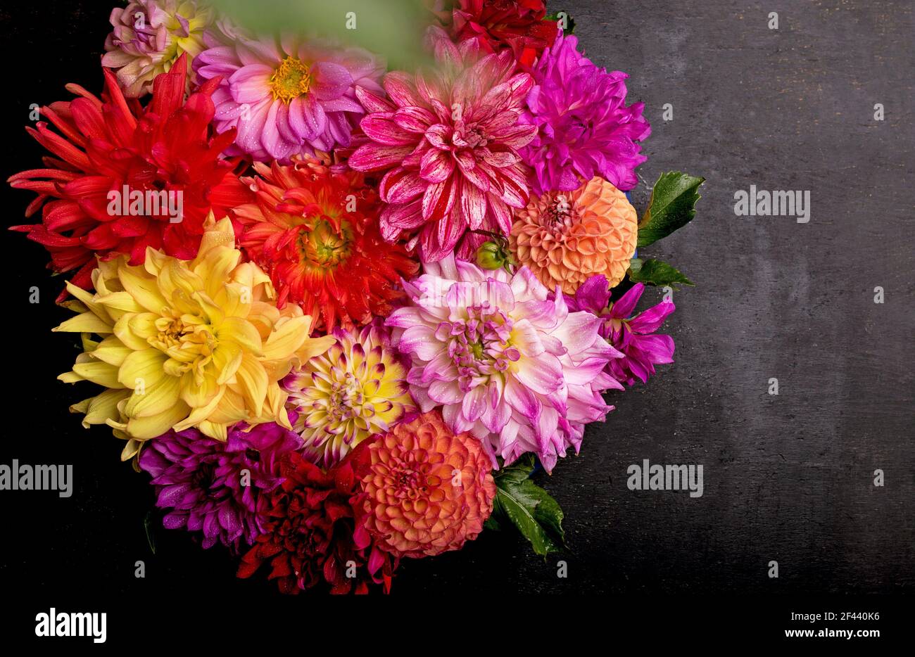 Rot, weiß, gelb Dahlia august bunten Hintergrund. Blick auf mehrfarbige Dahlia-Blumen. Schöne Dahlia Blumen auf grünem Hintergrund. Sommerblumen Stockfoto