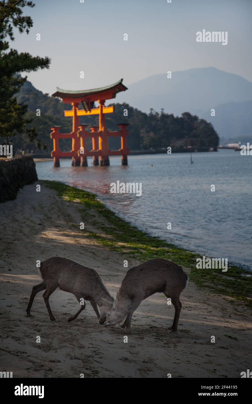 Rehe vor dem schwimmenden Torii-Tor am Itsukushima Shinto-Schrein auf der Insel Itsukushima (Miyajima), Japan Stockfoto