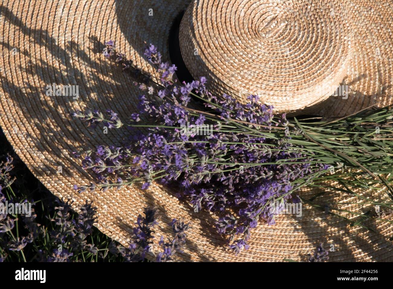 Ein großer Hut aus natürlichem Stroh mit breiten Rändern mit einem Bouquet von Lavendel in einem Lavendelfeld. Stockfoto