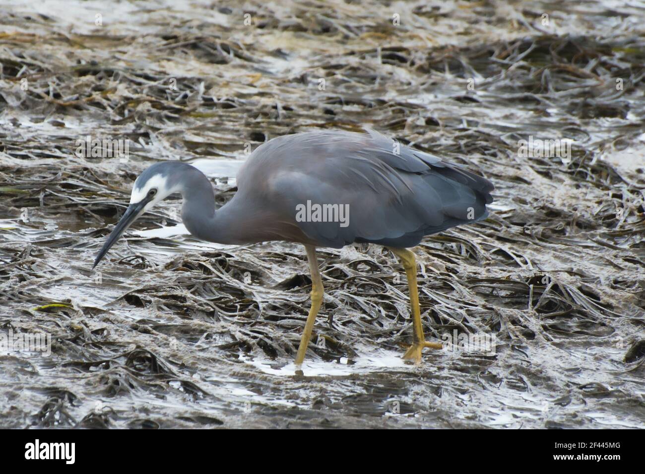 Weißgesichtige Reiher (Egretta novaehollandiae) Ardeidae auf dem Wattenmeer des Camden River Stockfoto