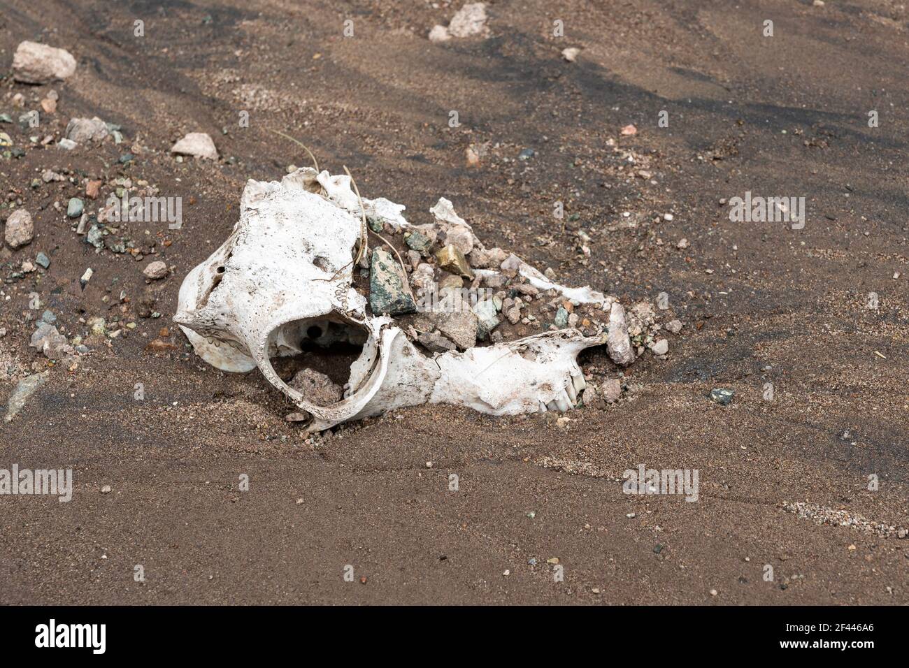 Schädel mit Ziegenzähnen in Sand in der Mongolei. Stockfoto