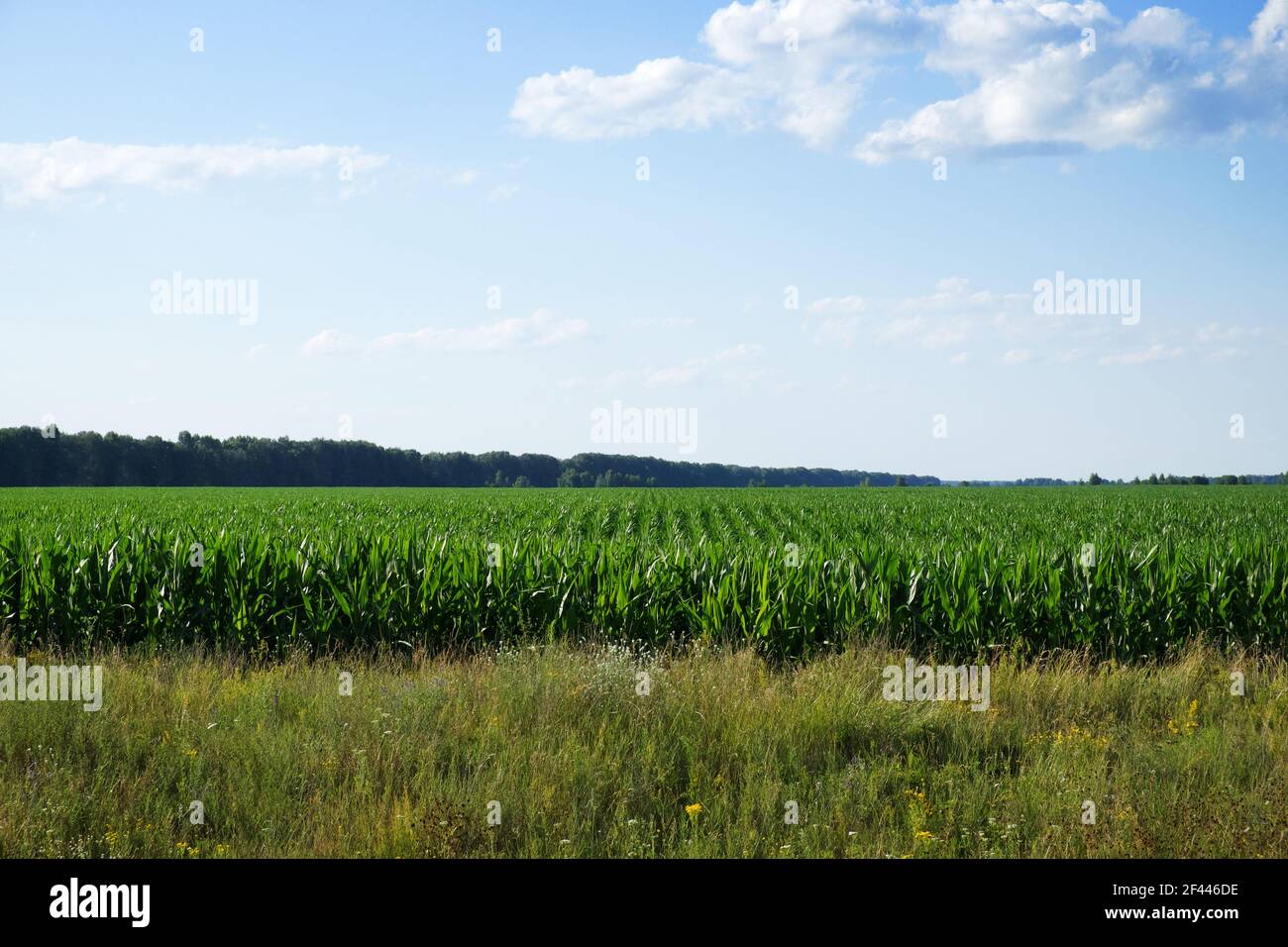 Pflanzen von Mais auf einem Bauernhof Grundstück. Ackerland. Maisanbau. Agrarlandschaft. Stockfoto