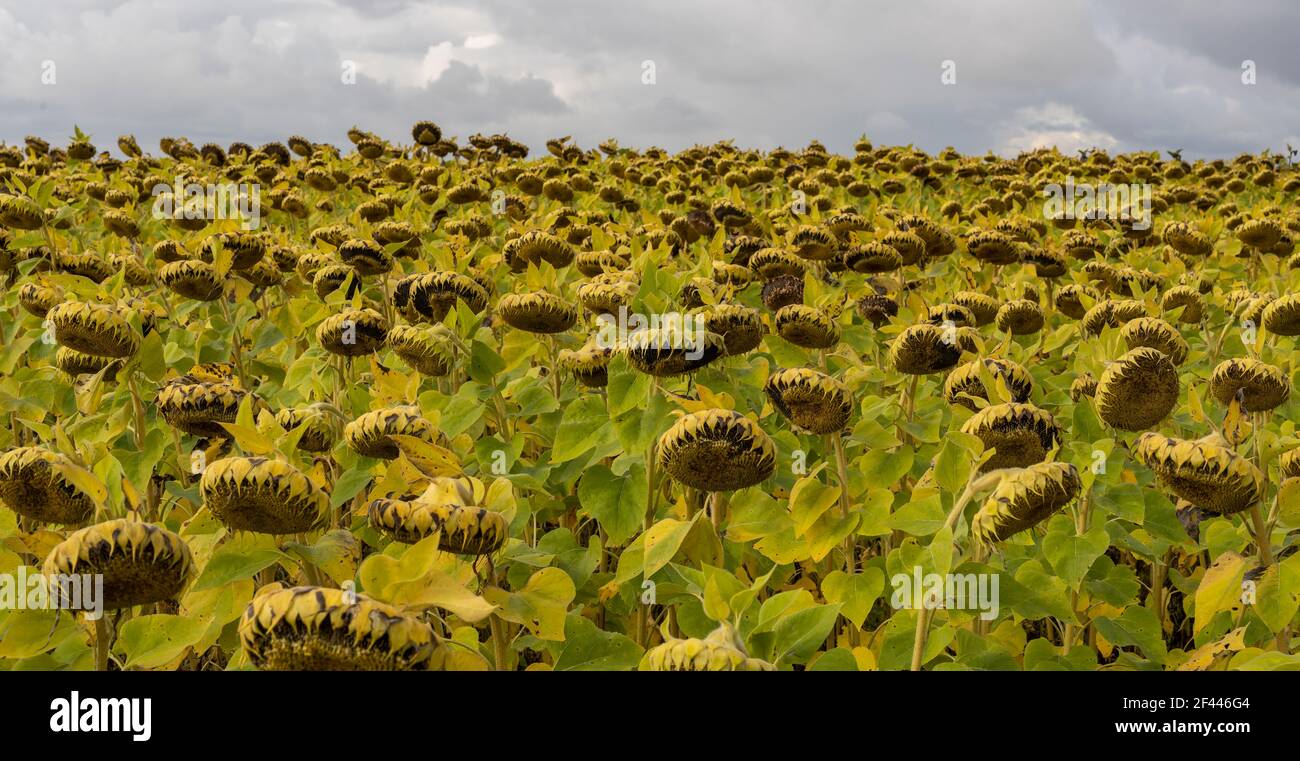 Viele gelbe Sonnenblumen im Herbst auf einem großen Feld. Stockfoto