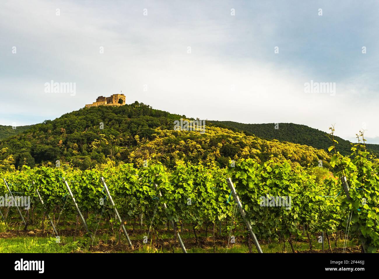 Schloss Hambach und Weinreben, Neustadt an der Weinstraße, Rheinland-Pfalz, Deutschland Stockfoto