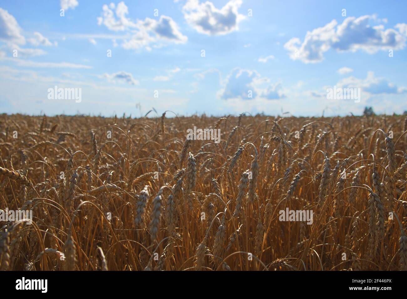 Dornen aus reifem goldenen Weizen vor einem klaren blauen Himmel. Ernte Getreide an einem sonnigen Sommertag. Landwirtschaftliche Betriebe. Stockfoto