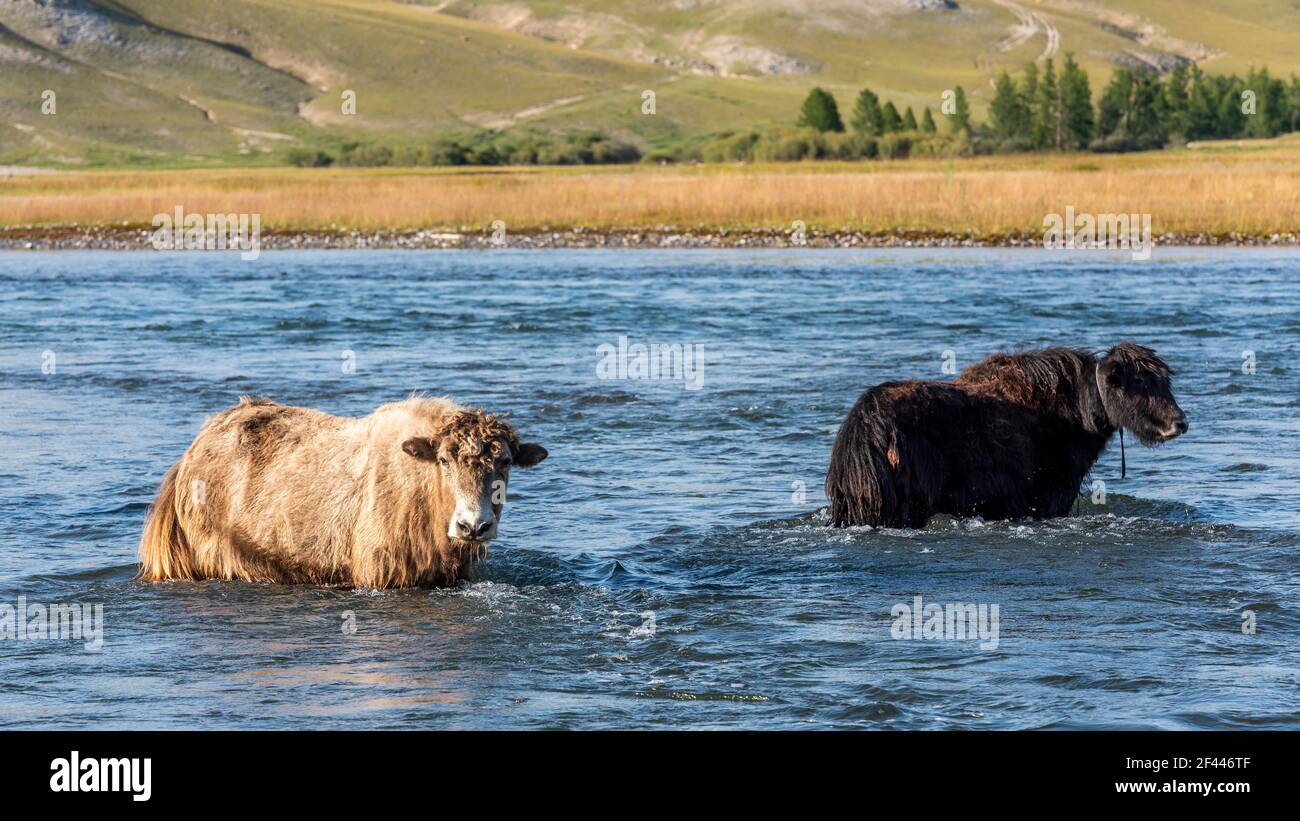 Zwei Yaks überqueren an einem Sommertag einen wilden Fluss in der Steppe der Mongolei. Stockfoto