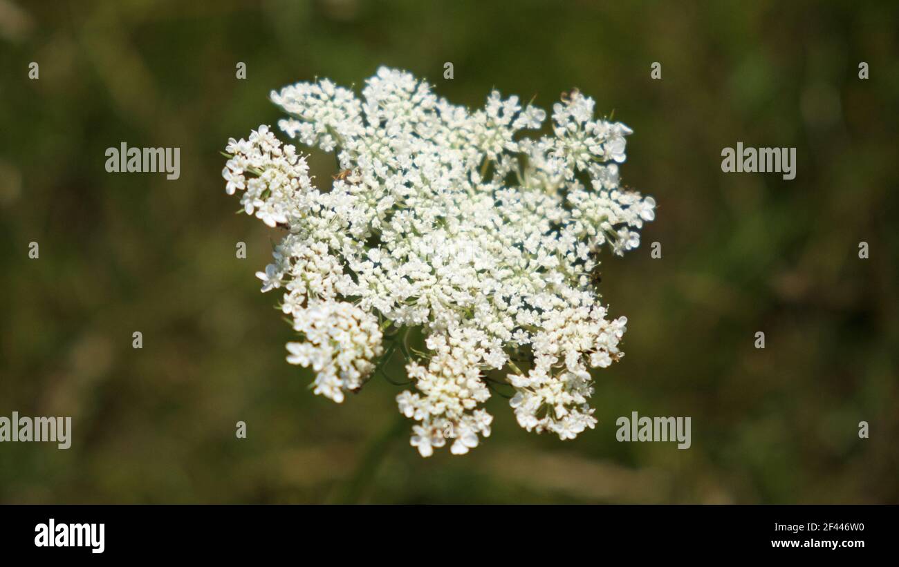 Hemlock. Krautige stark riechende giftige Pflanze. Blütenstand von weißen Blüten auf einem verschwommenen Hintergrund. Stockfoto