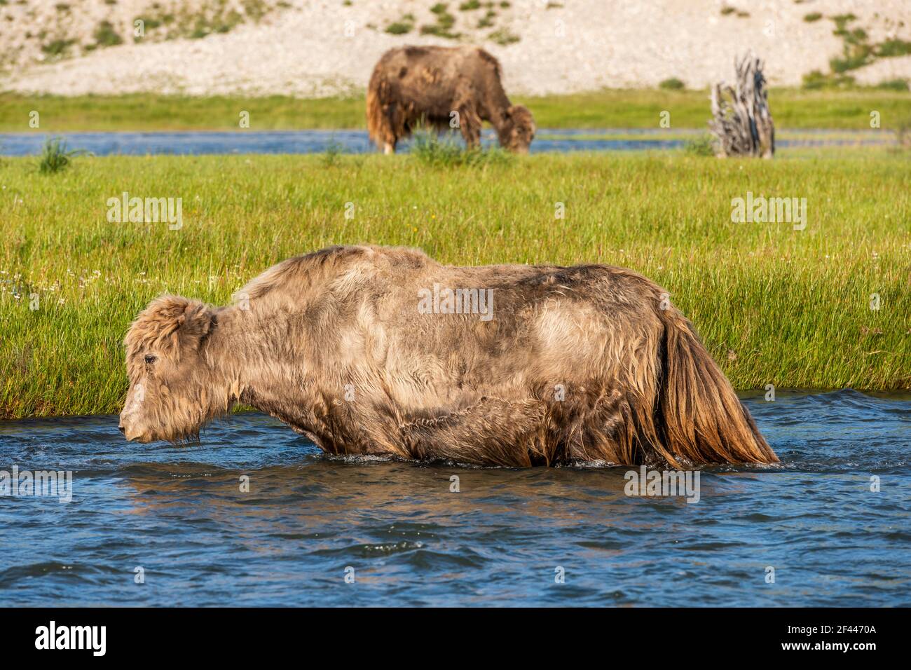 Yak überquert einen wilden Fluss in der Steppe der Mongolei an einem Sommertag. Stockfoto